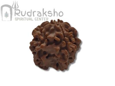 1 Mukhi Rudraksha from Nepal
